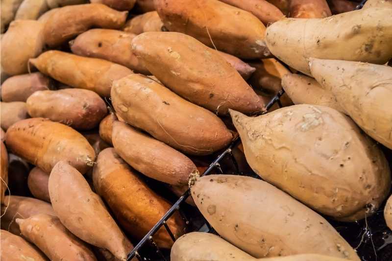 Differences between yams and sweet potatoes