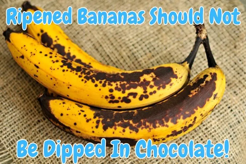 Ripened Bananas Should Not Be Dipped In Chocolate!